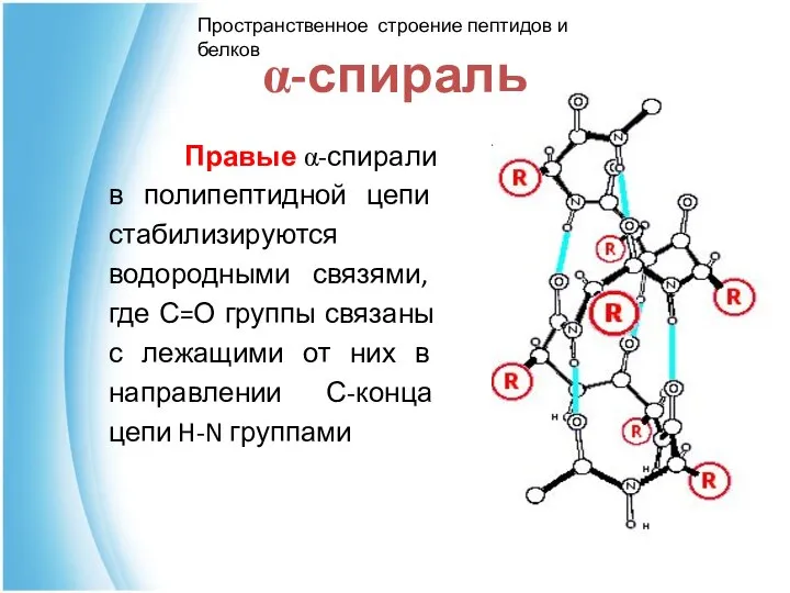 α-спираль Правые α-спирали в полипептидной цепи стабилизируются водородными связями, где С=О