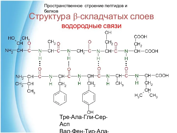 Структура β-складчатых слоев водородные связи Тре-Ала-Гли-Сер-Асп Вал-Фен-Тир-Ала-Лей Пространственное строение пептидов и белков