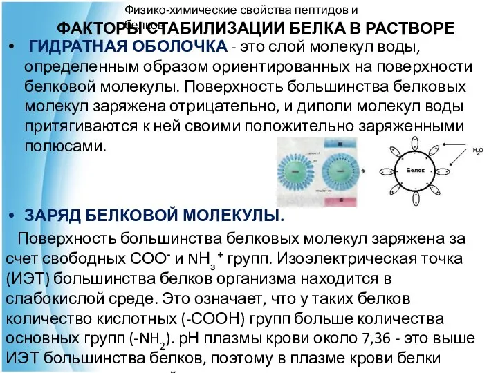 ФАКТОРЫ СТАБИЛИЗАЦИИ БЕЛКА В РАСТВОРЕ ГИДРАТНАЯ ОБОЛОЧКА - это слой молекул