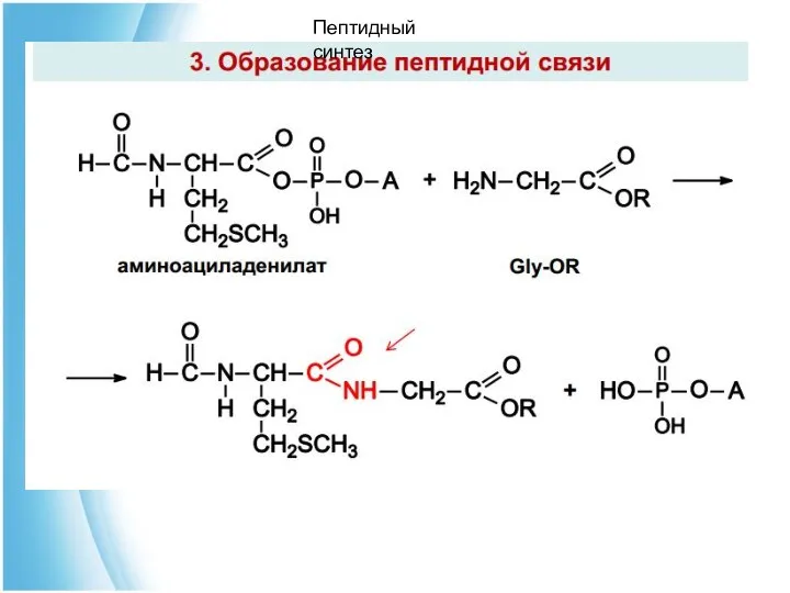 Пептидный синтез