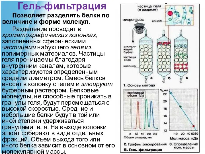 Гель-фильтрация Позволяет разделять белки по величине и форме молекул. Разделение проводят