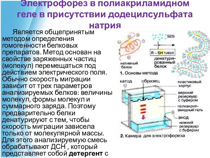 Электрофорез в полиакриламидном геле в присутствии додецилсульфата натрия Является общепринятым методом