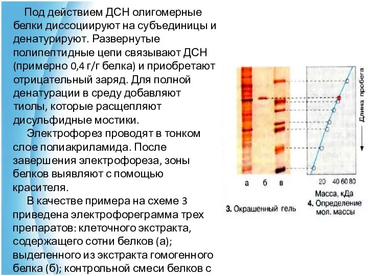 Под действием ДСН олигомерные белки диссоциируют на субъединицы и денатурируют. Развернутые