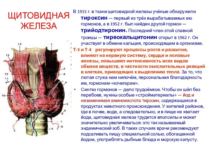 ЩИТОВИДНАЯ ЖЕЛЕЗА В 1915 г. в ткани щитовидной железы учёные обнаружили