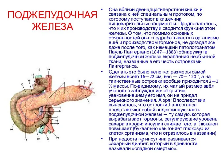 ПОДЖЕЛУДОЧНАЯ ЖЕЛЕЗА Она вблизи двенадцатиперстной кишки и связана с ней специальным