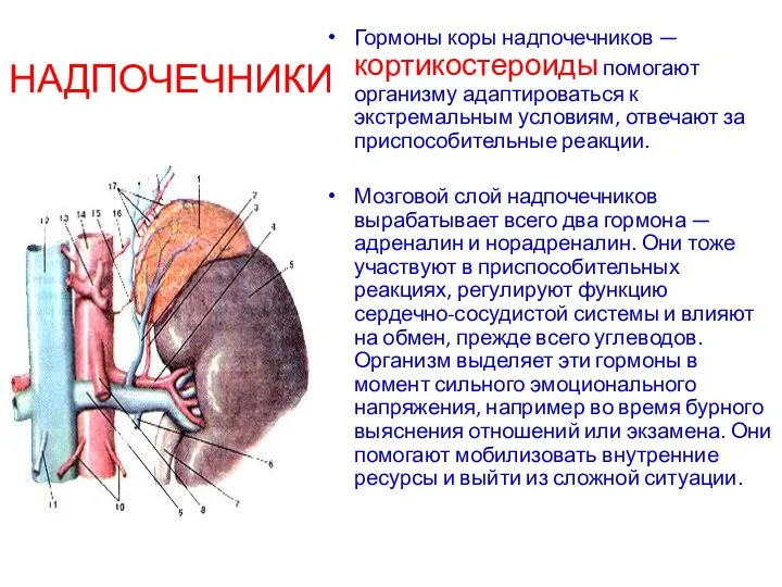 НАДПОЧЕЧНИКИ Гормоны коры надпочечников — кортикостероиды помогают организму адаптироваться к экстремальным