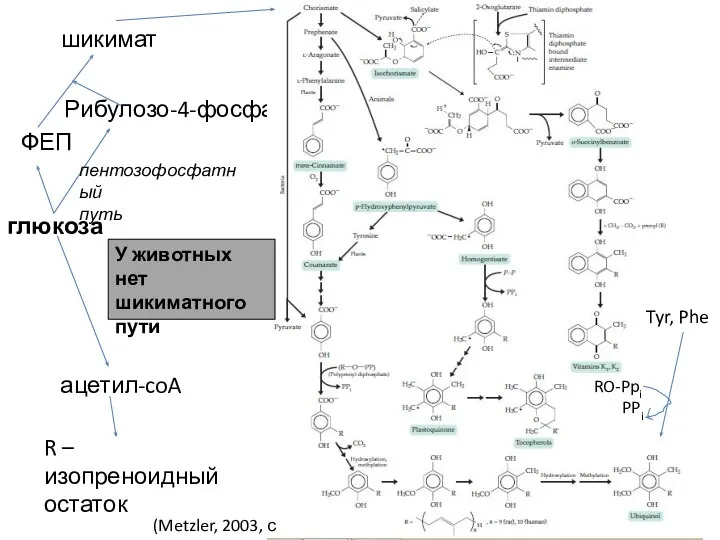 Рибулозо-4-фосфат ФЕП шикимат глюкоза пентозофосфатный путь R – изопреноидный остаток ацетил-coA