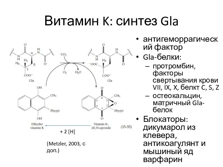 Витамин K: синтез Gla антигеморрагический фактор Gla-белки: протромбин, факторы свертывания крови