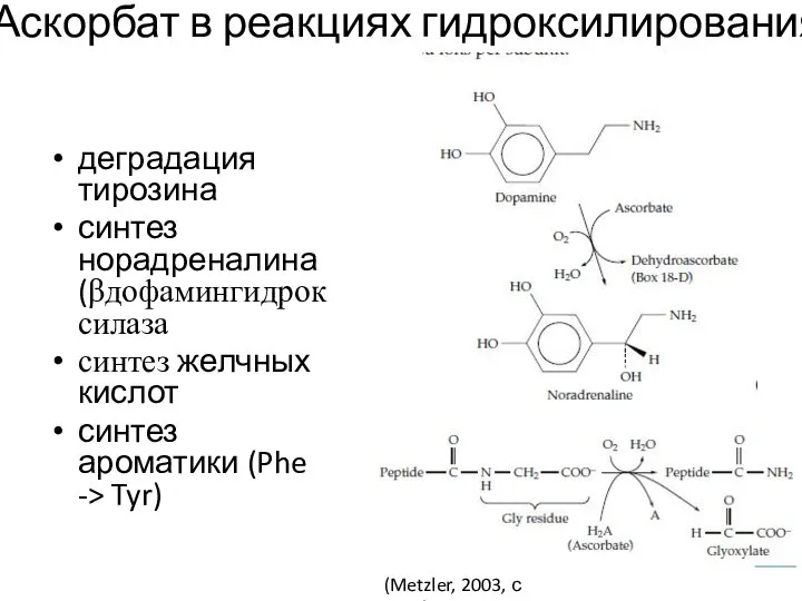 Аскорбат в реакциях гидроксилирования деградация тирозина синтез норадреналина (βдофамингидроксилаза синтез желчных