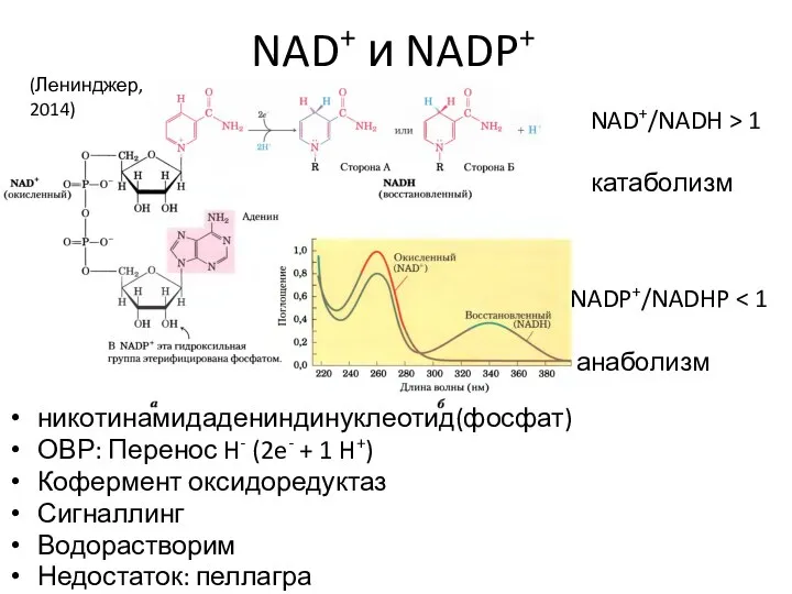 NAD+ и NADP+ никотинамидадениндинуклеотид(фосфат) ОВР: Перенос H- (2e- + 1 H+)