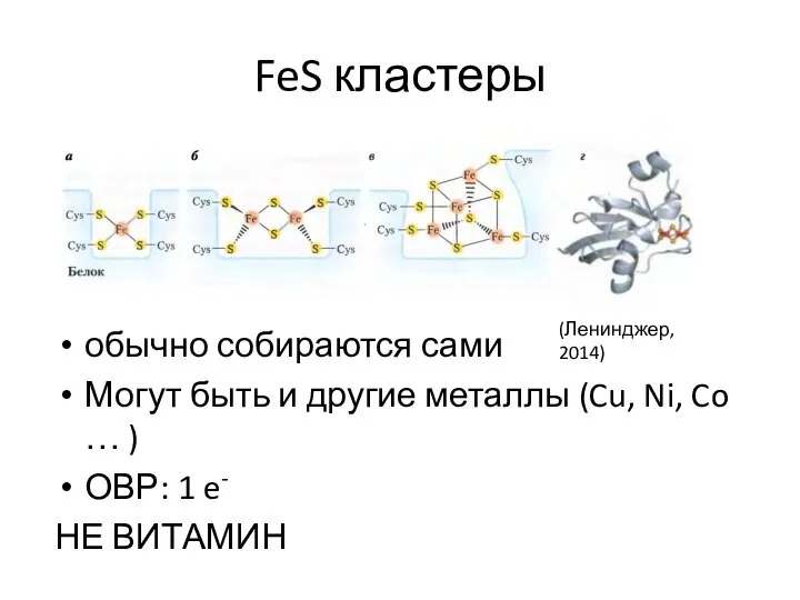 FeS кластеры обычно собираются сами Могут быть и другие металлы (Cu,