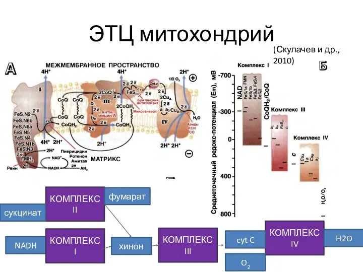 ЭТЦ митохондрий NADH КОМПЛЕКС I КОМПЛЕКС III хинон КОМПЛЕКС IV cyt