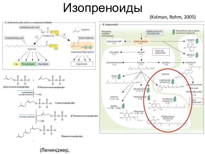 Изопреноиды (Kolman, Rohm, 2005) (Ленинджер, 2014)