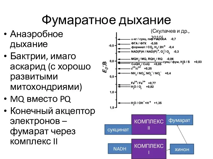 Фумаратное дыхание Анаэробное дыхание Бактрии, имаго аскарид (с хорошо развитыми митохондриями)