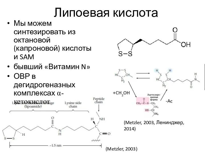 Липоевая кислота Мы можем синтезировать из октановой (капроновой) кислоты и SAM