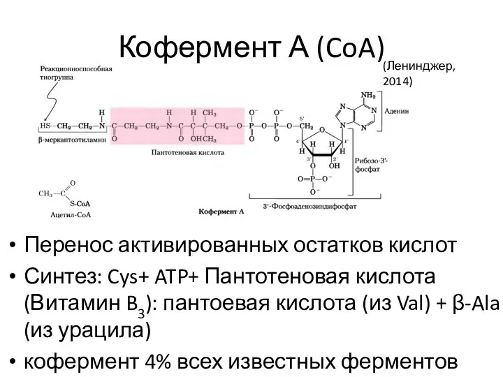 Кофермент А (CoA) Перенос активированных остатков кислот Синтез: Cys+ ATP+ Пантотеновая