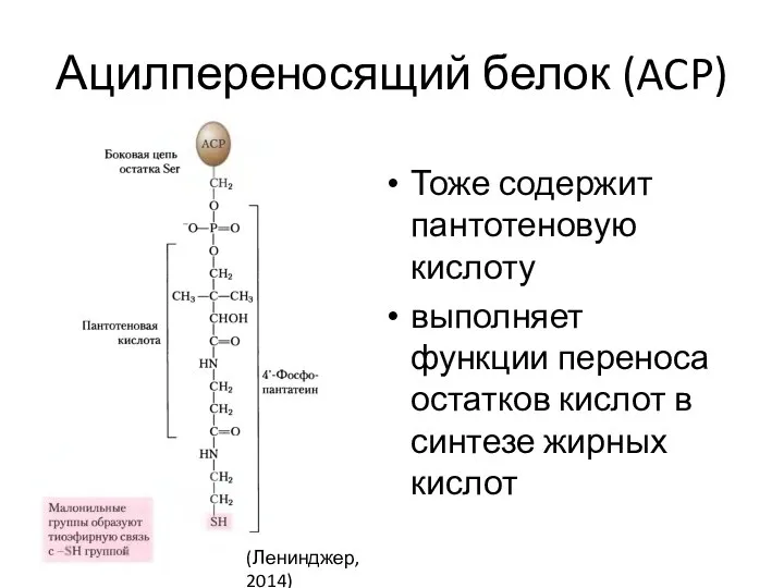 Ацилпереносящий белок (ACP) Тоже содержит пантотеновую кислоту выполняет функции переноса остатков