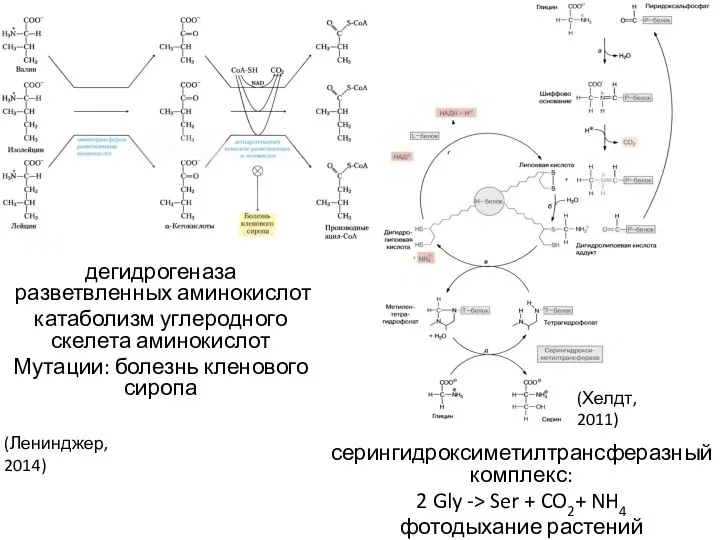 серингидроксиметилтрансферазный комплекс: 2 Gly -> Ser + CO2+ NH4 фотодыхание растений