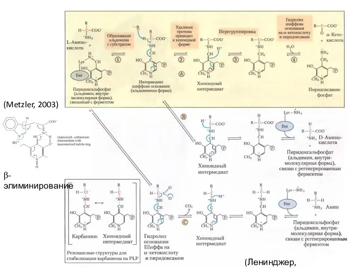 β-элиминирование (Ленинджер, 2014) (Metzler, 2003)