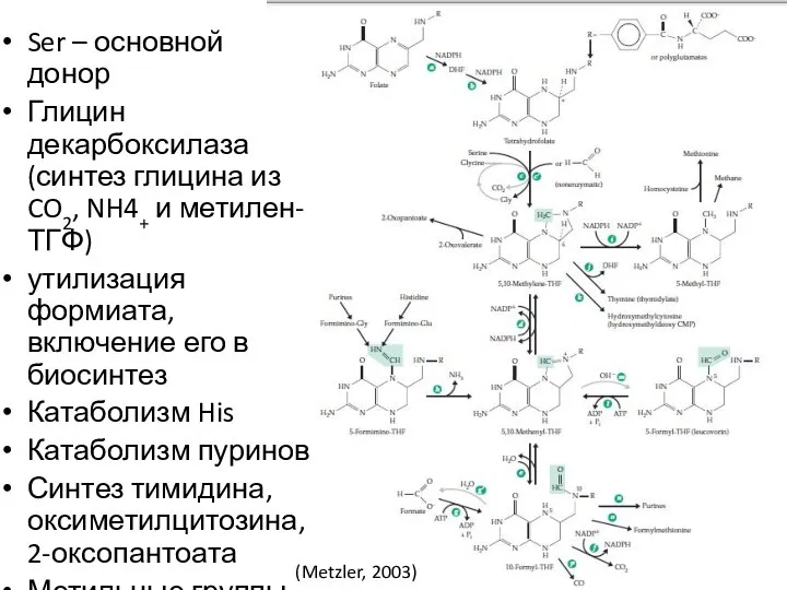 (Metzler, 2003) Ser – основной донор Глицин декарбоксилаза (синтез глицина из