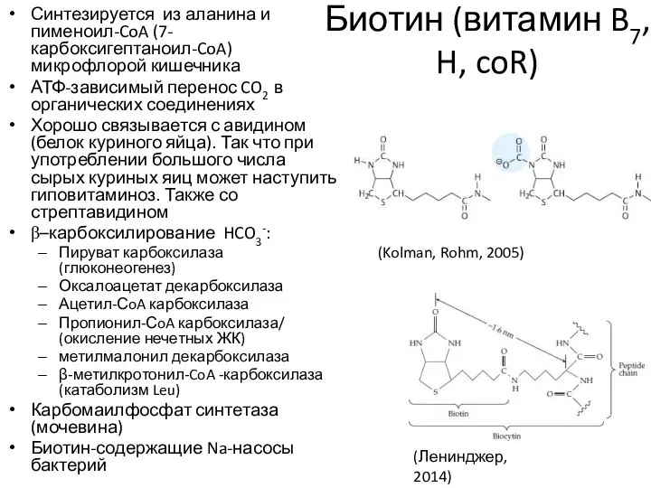 Биотин (витамин B7, H, coR) Синтезируется из аланина и пименоил-CoA (7-карбоксигептаноил-CoA)