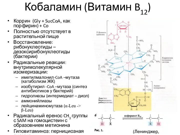 Кобаламин (Витамин B12) Коррин (Gly + SucCoA, как порфирин) + Co