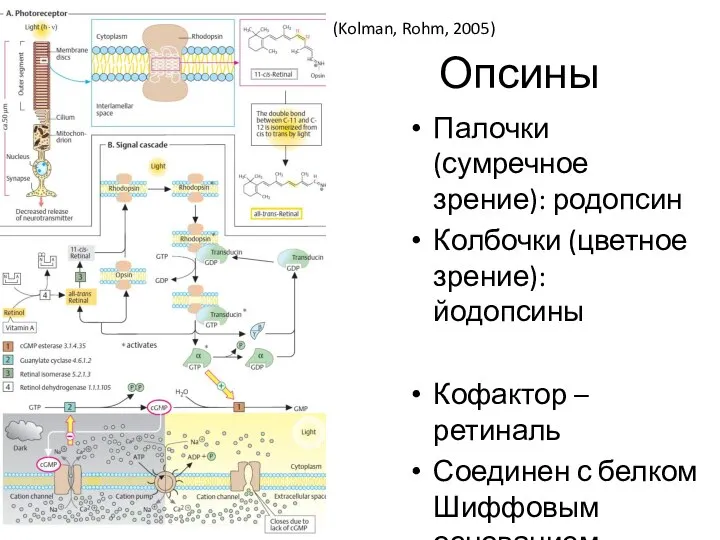 Опсины Палочки (сумречное зрение): родопсин Колбочки (цветное зрение): йодопсины Кофактор –