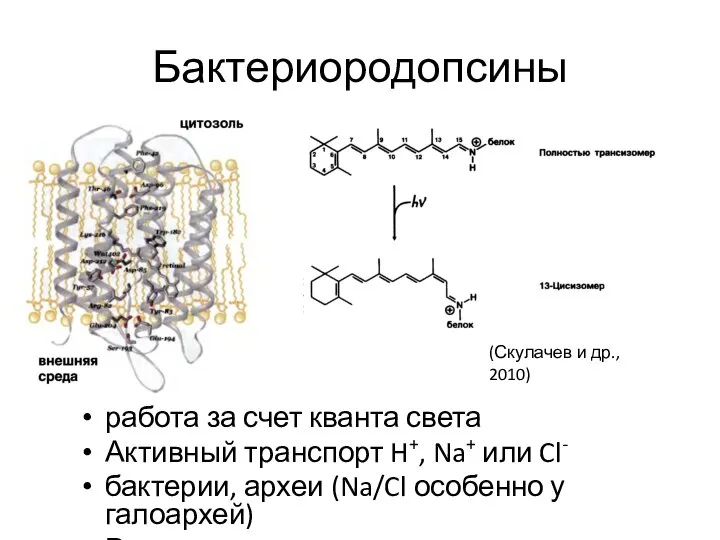 Бактериородопсины работа за счет кванта света Активный транспорт H+, Na+ или