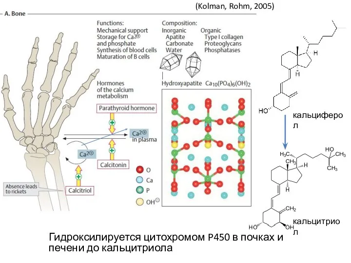 Гидроксилируется цитохромом P450 в почках и печени до кальцитриола кальциферол кальцитриол (Kolman, Rohm, 2005)