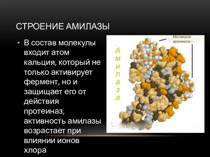 СТРОЕНИЕ АМИЛАЗЫ В состав молекулы входит атом кальция, который не только