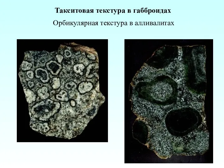 Такситовая текстура в габброидах Орбикулярная текстура в алливалитах