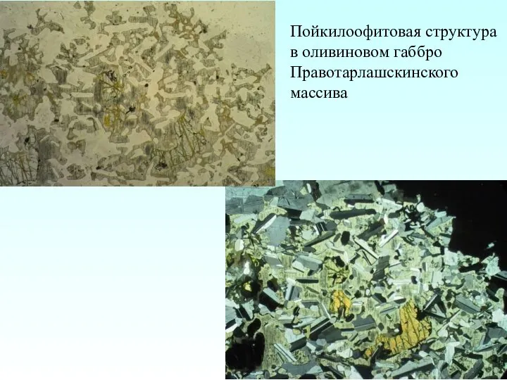 Пойкилоофитовая структура в оливиновом габбро Правотарлашскинского массива