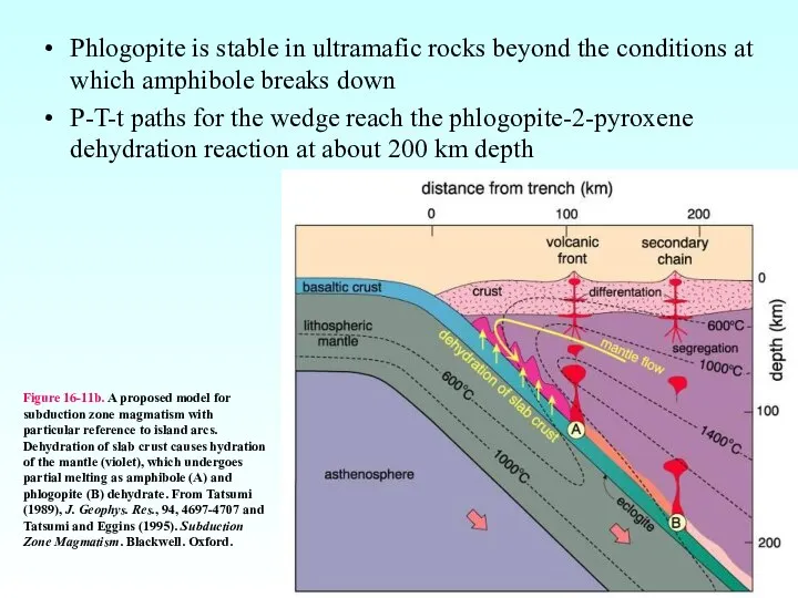 Phlogopite is stable in ultramafic rocks beyond the conditions at which
