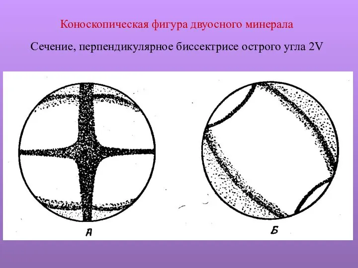 Коноскопическая фигура двуосного минерала Сечение, перпендикулярное биссектрисе острого угла 2V