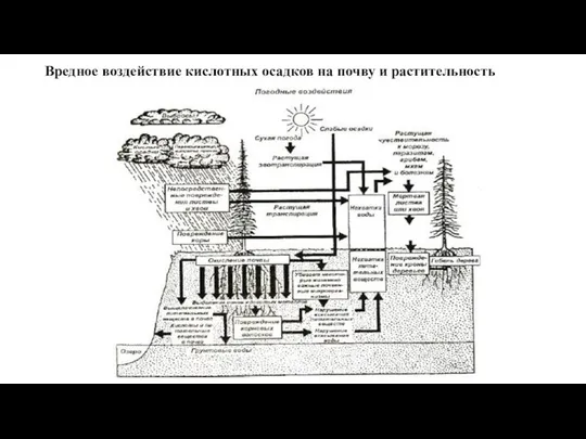 Вредное воздействие кислотных осадков на почву и растительность