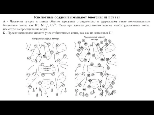 Кислотные осадки вымывают биогены из почвы А - Частички гумуса и