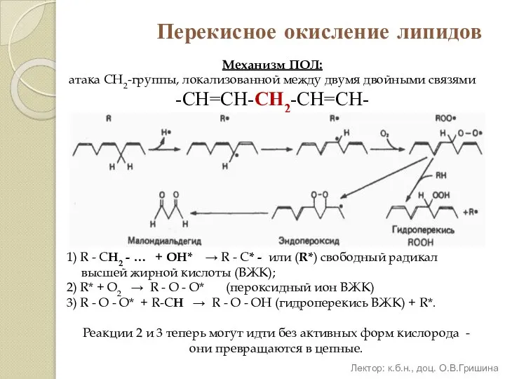 Перекисное окисление липидов Механизм ПОЛ: атака СН2-группы, локализованной между двумя двойными