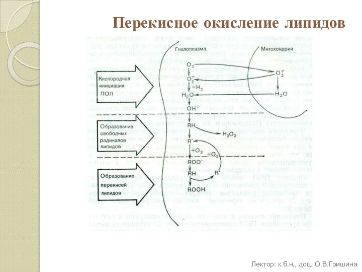 Перекисное окисление липидов Лектор: к.б.н., доц. О.В.Гришина