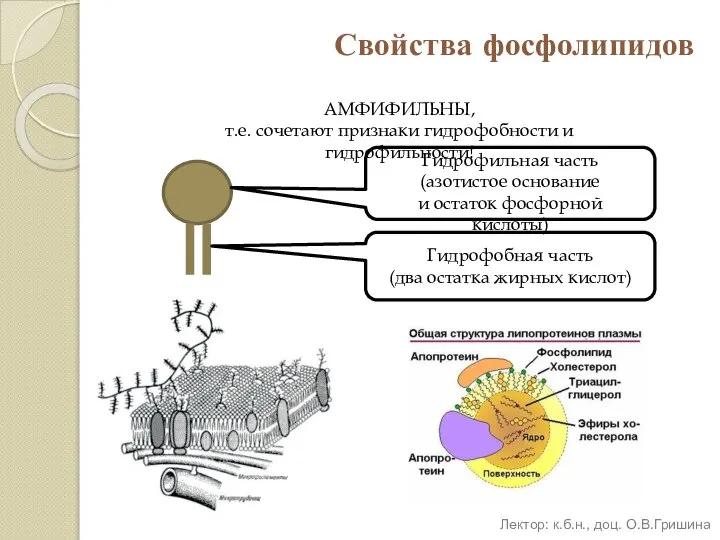 Свойства фосфолипидов АМФИФИЛЬНЫ, т.е. сочетают признаки гидрофобности и гидрофильности! Гидрофильная часть