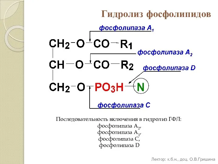 Гидролиз фосфолипидов Последовательность включения в гидролиз ГФЛ: фосфолипаза А2, фосфолипаза А1,