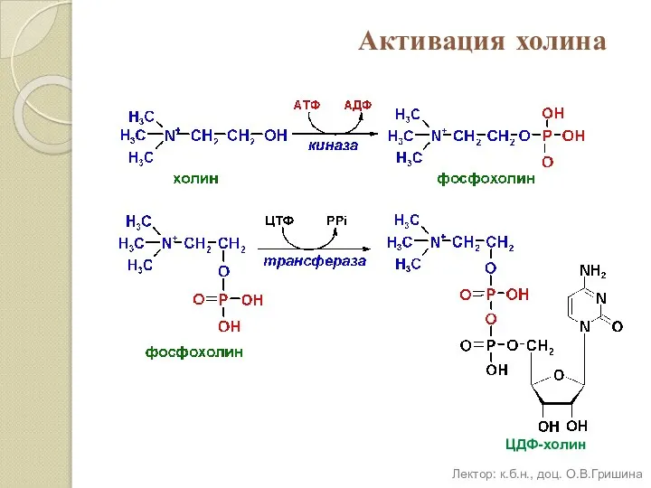 Активация холина ЦДФ-холин Лектор: к.б.н., доц. О.В.Гришина