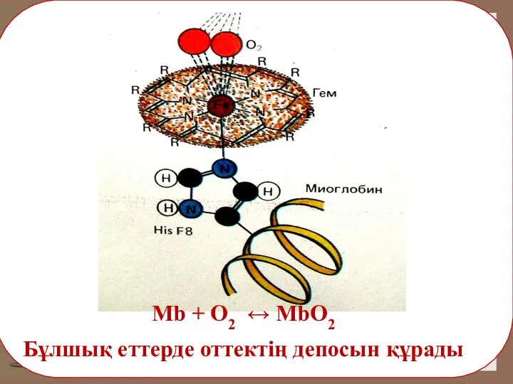 Mb + O2 ↔ MbO2 Бұлшық еттерде оттектің депосын құрады