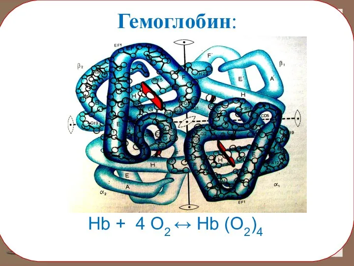 Гемоглобин: Hb + 4 O2 ↔ Hb (O2)4