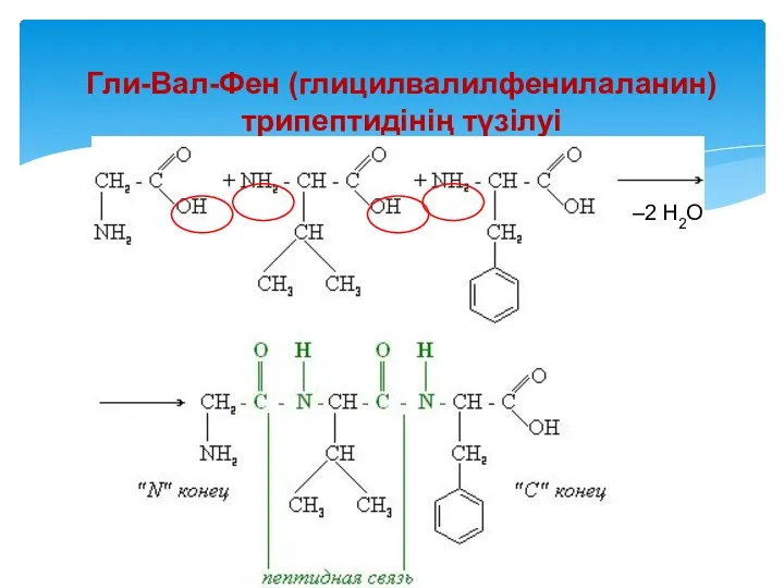 Гли-Вал-Фен (глицилвалилфенилаланин) трипептидінің түзілуі –2 Н2О