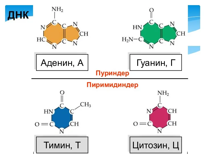 Тимин, Т Цитозин, Ц Аденин, А Гуанин, Г ДНК