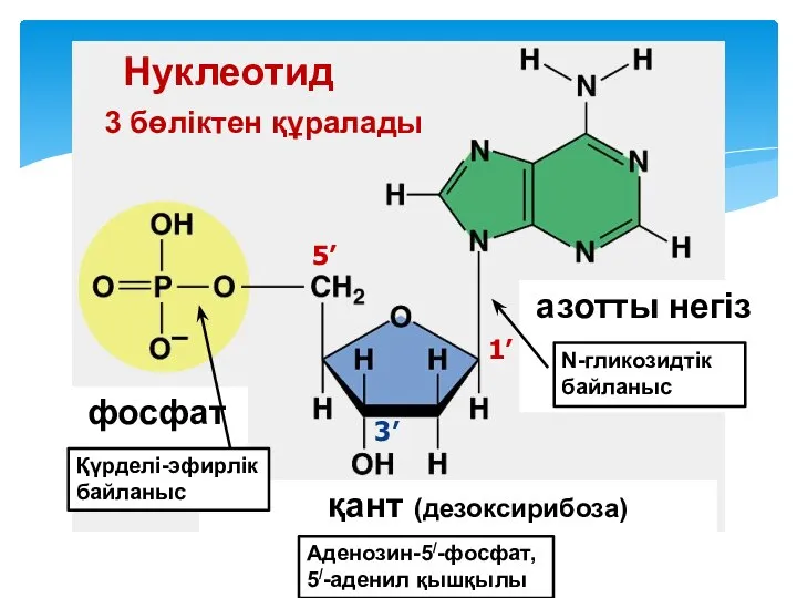 Нуклеотид фосфат қант (дезоксирибоза) азотты негіз 1’ 3’ 5’ 3 бөліктен