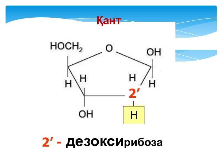 Қант дезоксирибоза 2’ H 2’ -