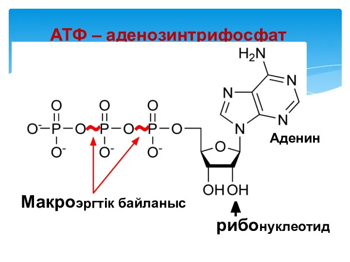 АТФ – аденозинтрифосфат