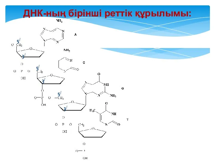 ДНК-ның бiрiншi реттiк құрылымы: 5/ 5/ 3/ 3/ 5/ 3/