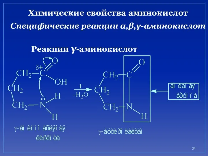 Химические свойства аминокислот Специфические реакции α,β,γ-аминокислот Реакции γ-аминокислот